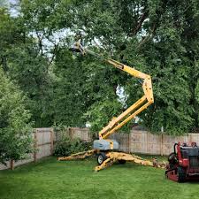 Professional Tree Services in Grundy, VA