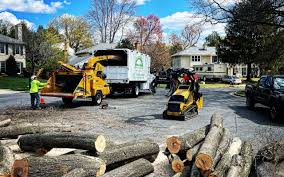 Best Tree Risk Assessment  in Grundy, VA