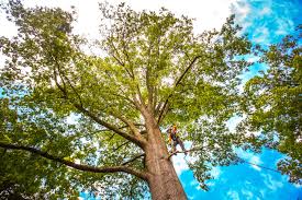 Best Tree Health Inspection  in Grundy, VA