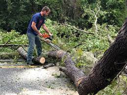 Best Tree Maintenance Programs  in Grundy, VA