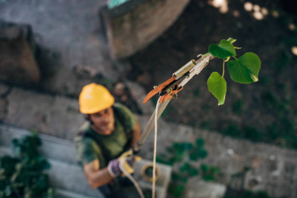 Best Fruit Tree Pruning  in Grundy, VA
