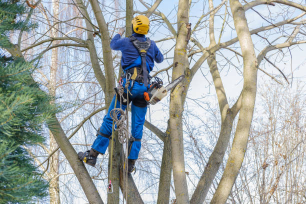 Best Pest Control for Lawns  in Grundy, VA