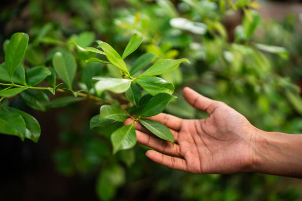 Best Tree Preservation Services  in Grundy, VA