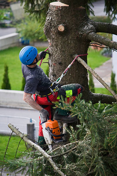 Best Tree Disease Treatment  in Grundy, VA