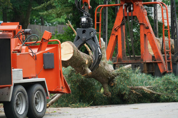 Best Lot and Land Clearing  in Grundy, VA