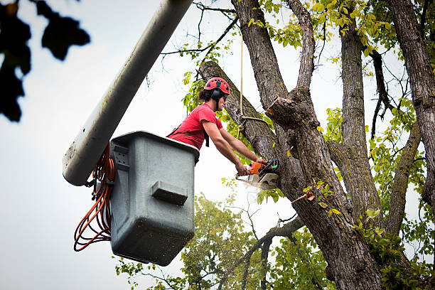 Best Tree Trimming and Pruning  in Grundy, VA