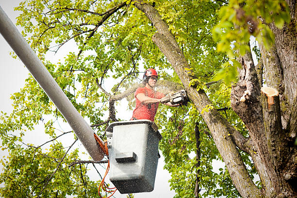 Best Firewood Processing and Delivery  in Grundy, VA